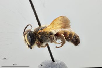 Media type: image;   Entomology 793919 Aspect: habitus lateral view